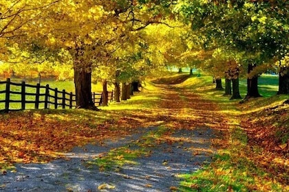 Walk The Camino&Santiago de Compostela Private SHORE Tour