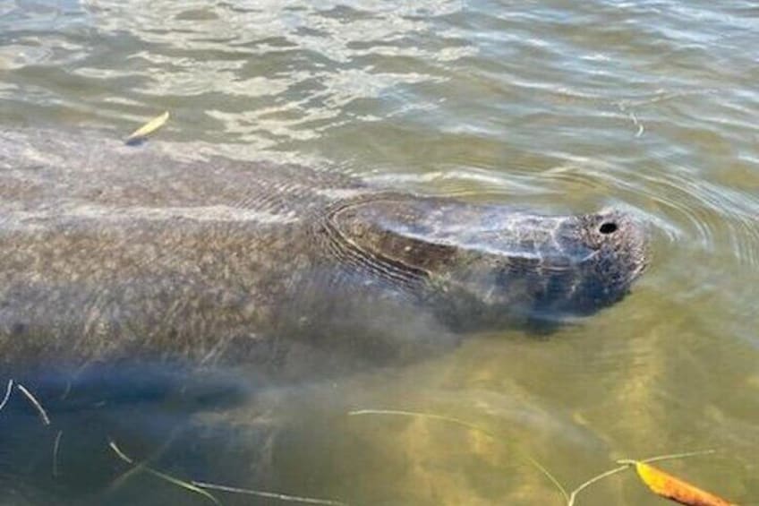 3-Hour Kayaking with Manatee and History Tour in Tarpon Springs