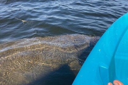 2.5 Hour Kayaking with Manatee and History Tour in Tarpon Springs