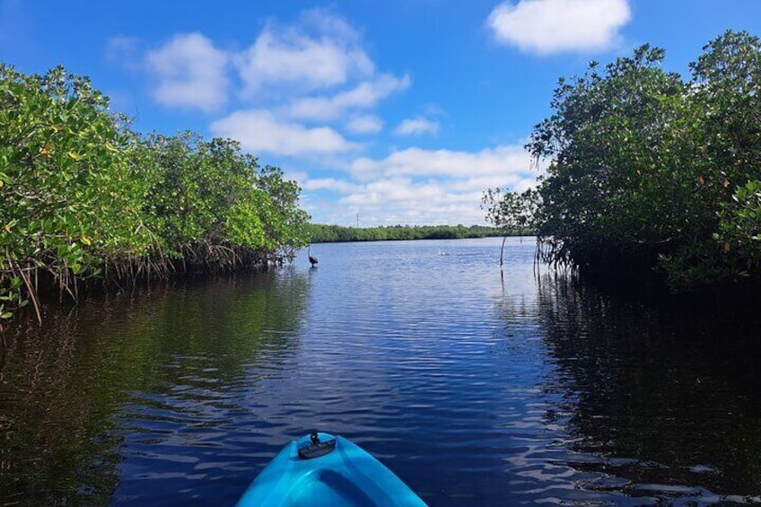 3-Hour Kayaking with Manatee and History Tour in Tarpon Springs