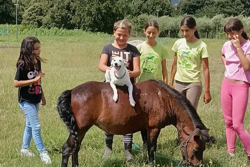 A special knight, the riding stable mascot!