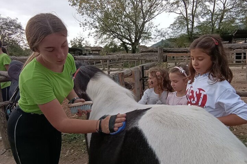 Before saddling the horse we brush the horse well