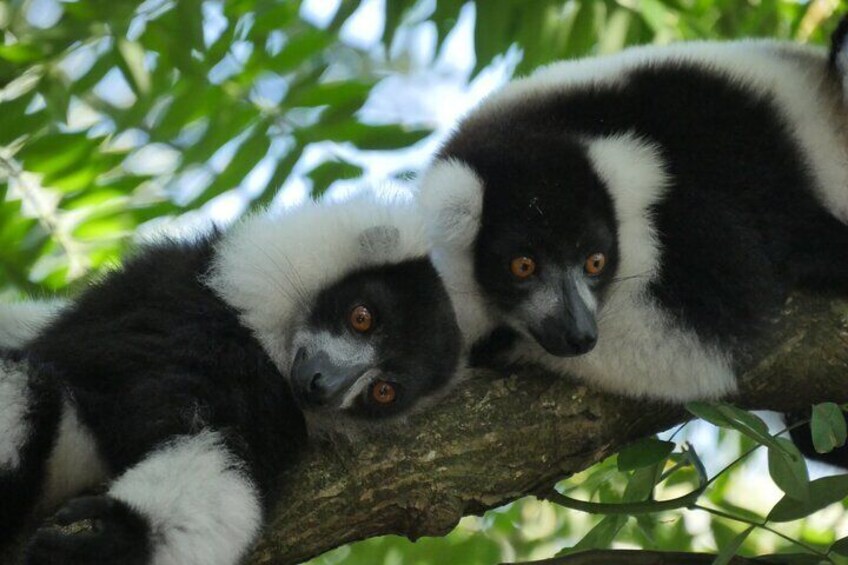 Half-Day Private Tour in Lemur's Park