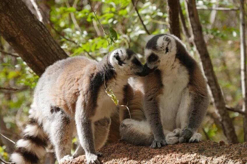 Half-Day Private Tour in Lemur's Park