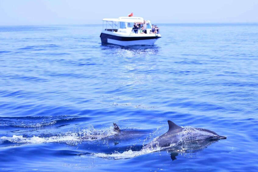 Picture 1 for Activity Dolphin Watching & Snorkeling Trip Muscat (3 hours)