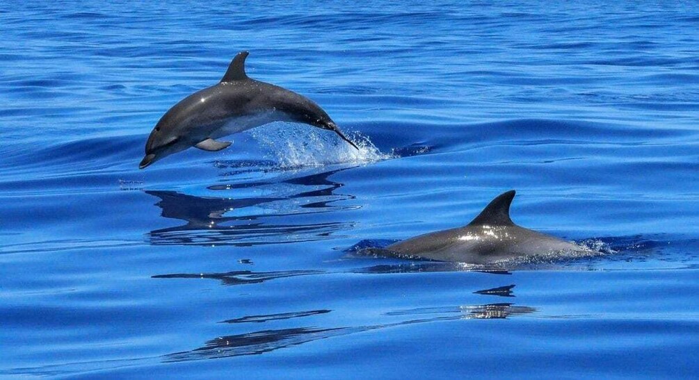 Picture 2 for Activity Muscat: Dolphin Watch & Snorkel Excursion