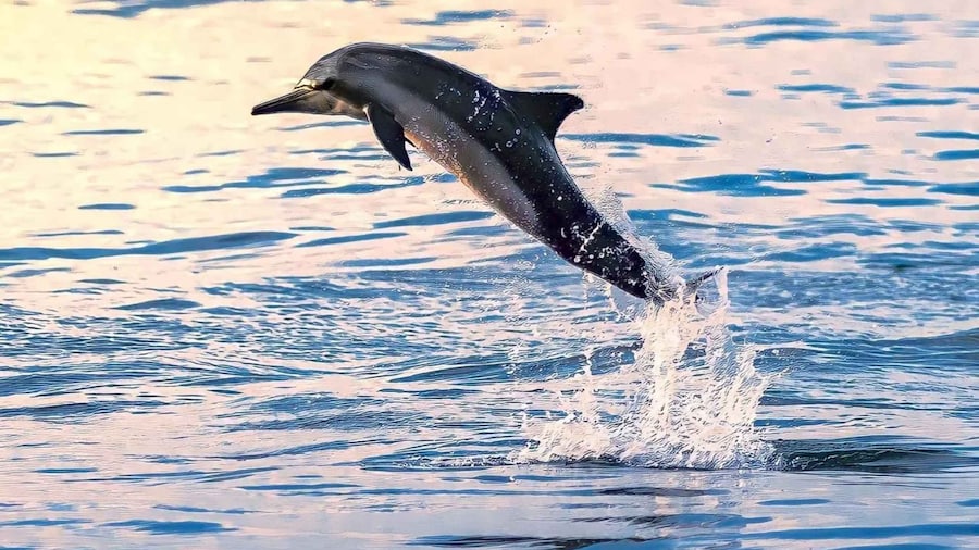 Muscat: Dolphin Watch & Snorkel Excursion
