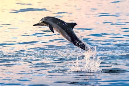 Muscat: Delfiinikatselu ja snorklausretki