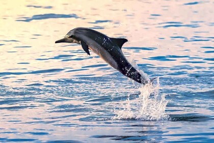 Muscat: Utflukt med delfinsafari og snorkling