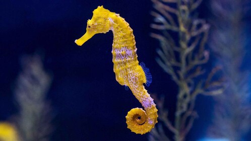 特內里費島：大加那利島全日導覽遊覽與水族館