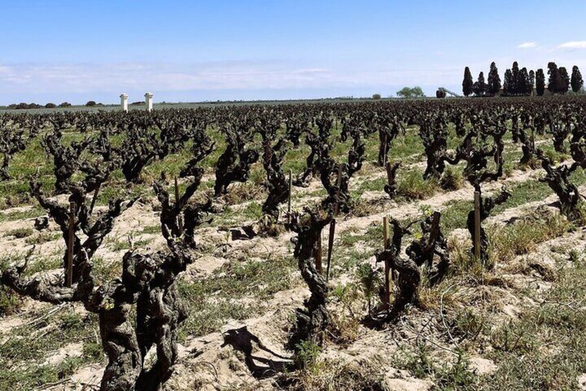 Private Wine Excursion in Camargue Sand Minibus