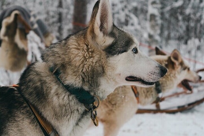 Nulkki Husky Abenteuer