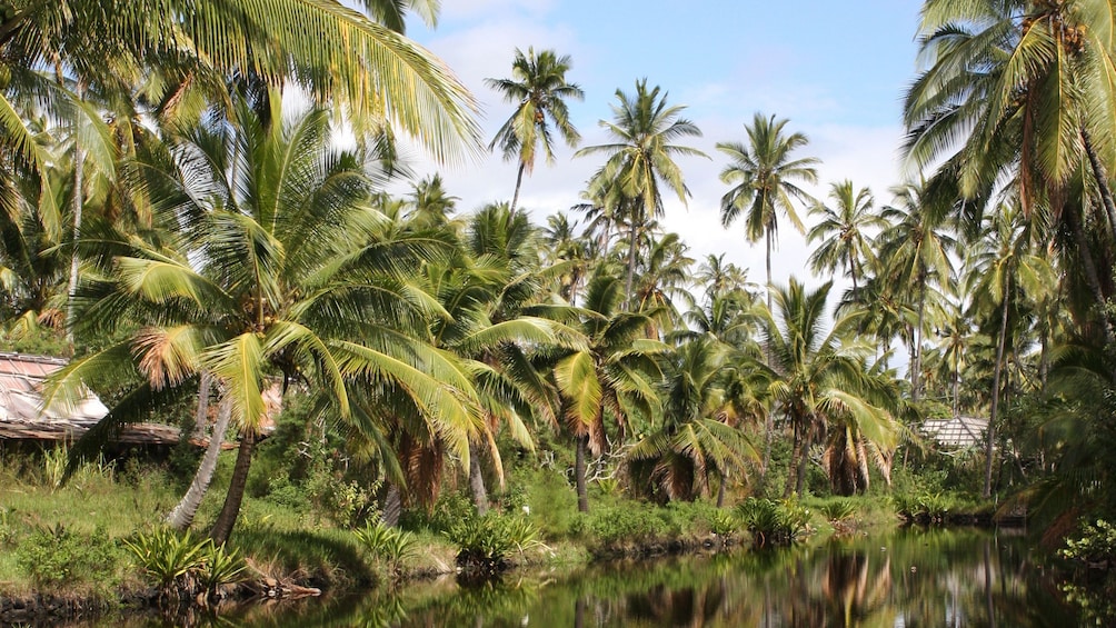 river lined with palm trees in Kauai