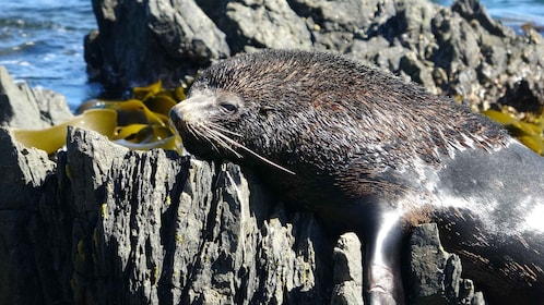 Wellington: Halve dag op zeehondenkust safari