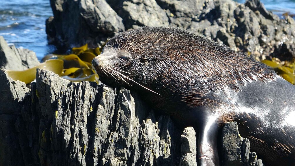 Picture 1 for Activity Wellington: Half Day Seal Coast Safari