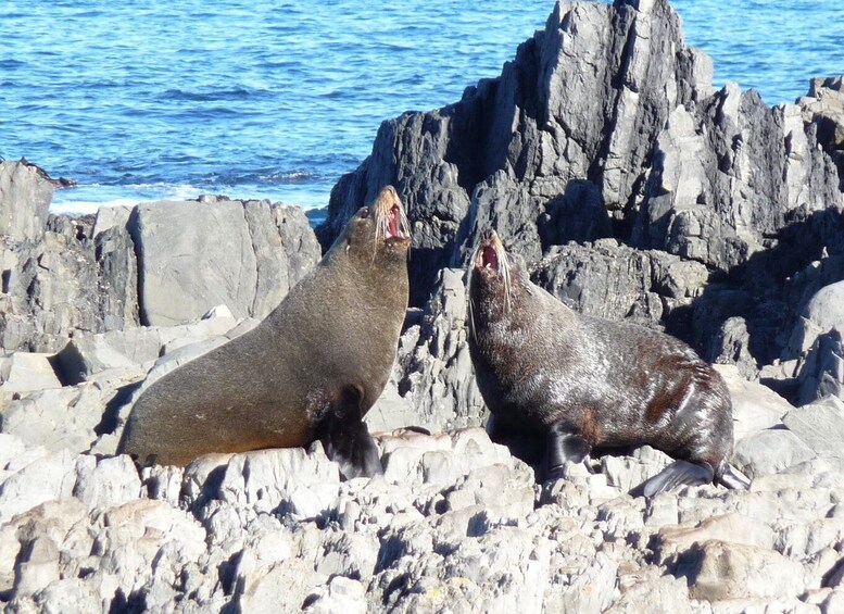 Picture 8 for Activity Wellington: Half Day Seal Coast Safari