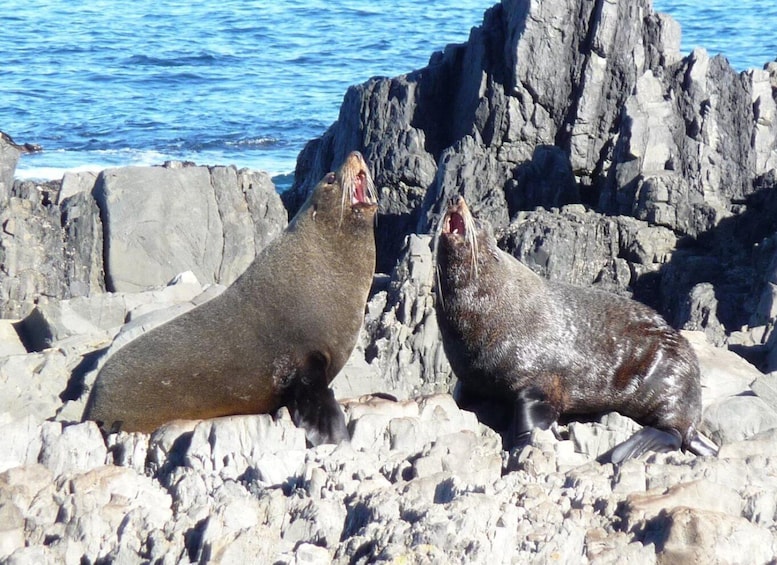 Picture 4 for Activity Wellington: Half Day Seal Coast Safari