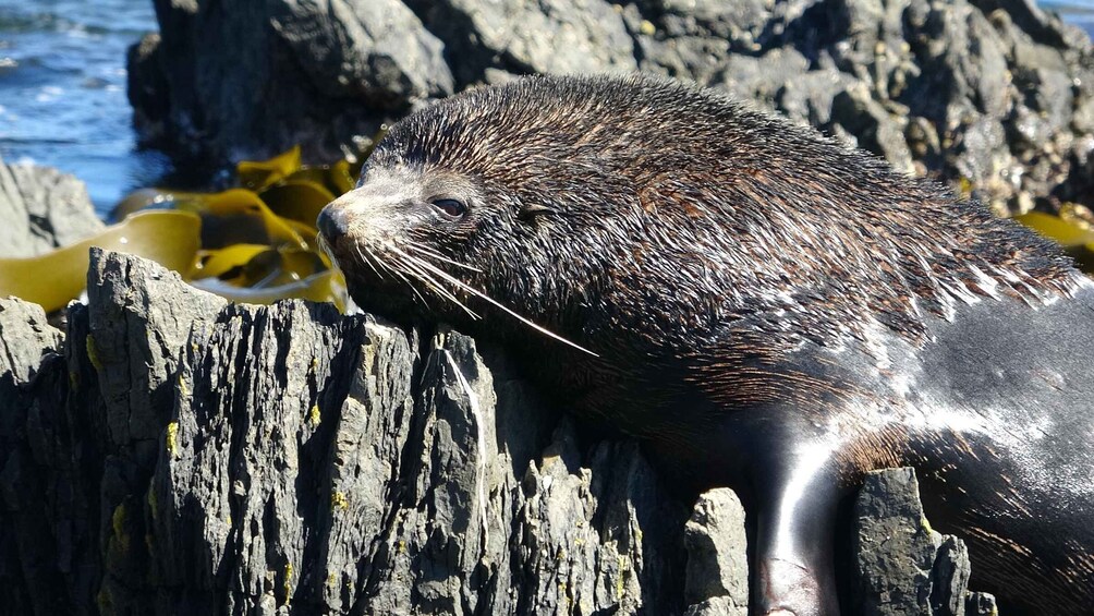 Picture 1 for Activity Wellington: Half Day Seal Coast Safari