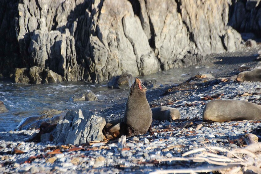 Picture 3 for Activity Wellington: Half Day Seal Coast Safari