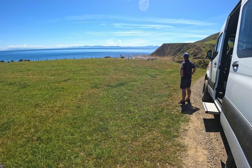 Picture 4 for Activity Wellington: Half Day Seal Coast Safari