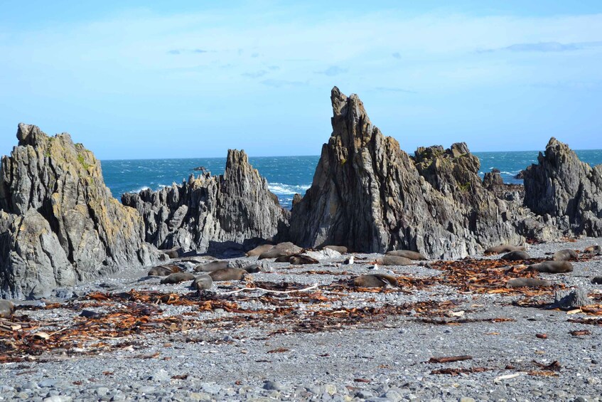 Picture 6 for Activity Wellington: Half Day Seal Coast Safari