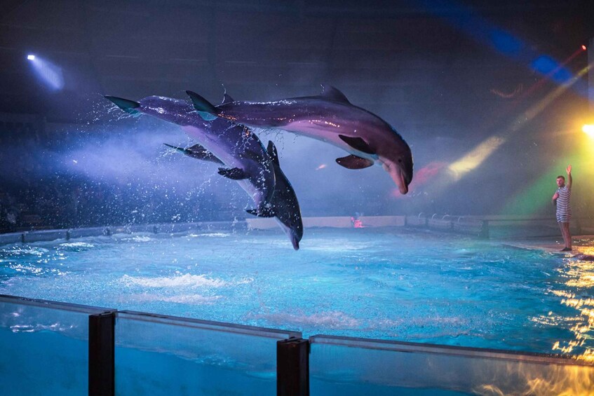 Bruges: Dolphin presentation, ice rink and indoor playground