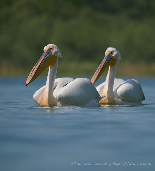 Picture 7 for Activity Bird Watching and Photography Private Tour near Constanta