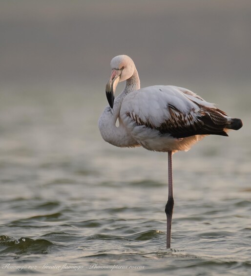 Picture 2 for Activity Bird Watching and Photography Private Tour near Constanta