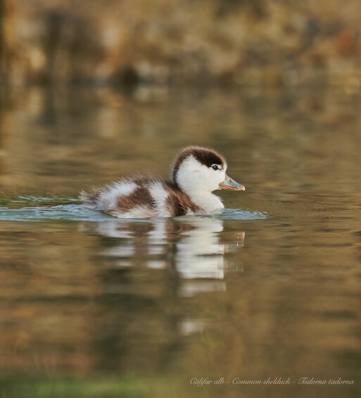 Picture 3 for Activity Bird Watching and Photography Private Tour near Constanta