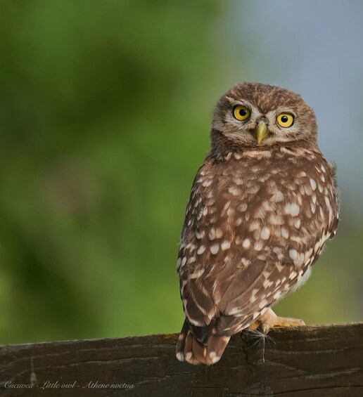 Picture 5 for Activity Bird Watching and Photography Private Tour near Constanta