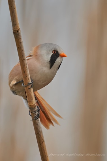 Bird Watching and Photography Private Tour near Constanta