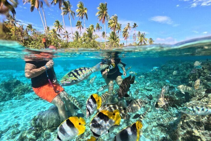 Snorkeling in Taha'a