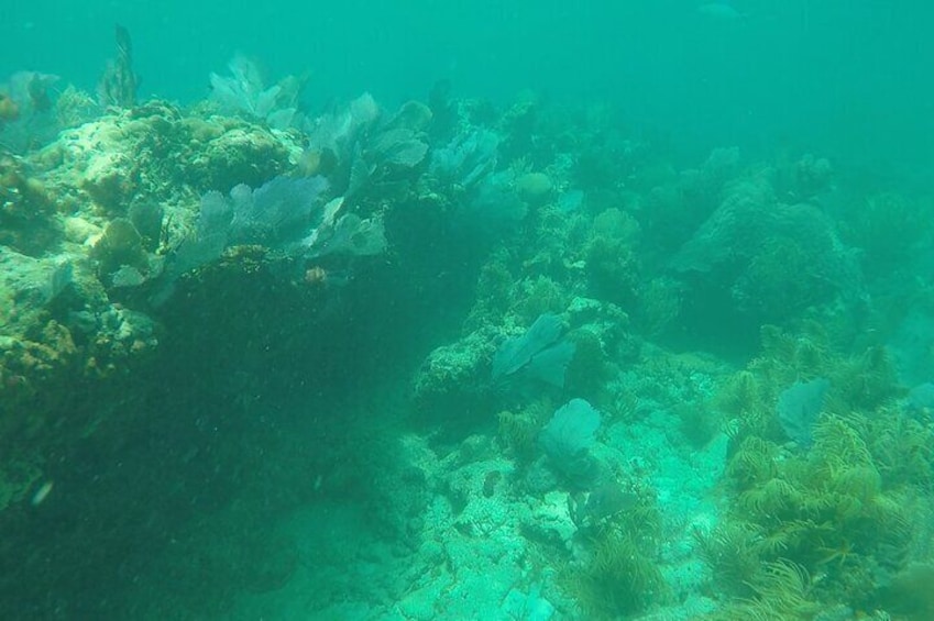 3 Hours Private Snorkeling in Marathon Florida