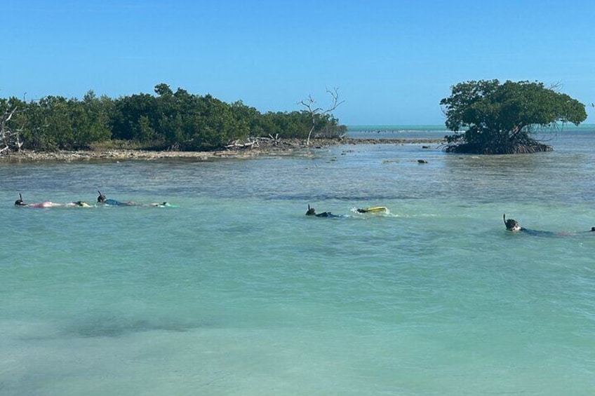 3 Hour Private Snorkeling in Marathon Florida