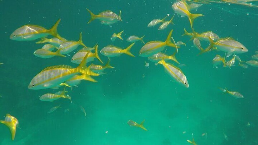 Experience the Marathon area marine life on your very own private tour
