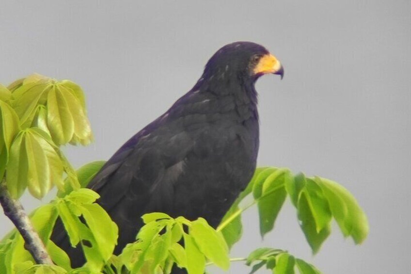 Hiking and birdwatching Nosara 