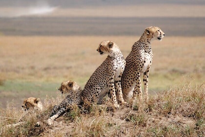4 Days scenic Tarangire, Ngorongoro, Serengeti Group Safari