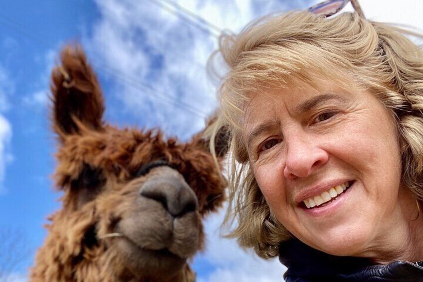 Farm Tour at Clover Brooke Llama/Alpaca/Goat Farm