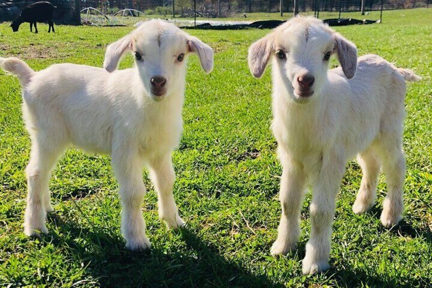 Farm Tour at Clover Brooke Llama/Alpaca/Goat Farm