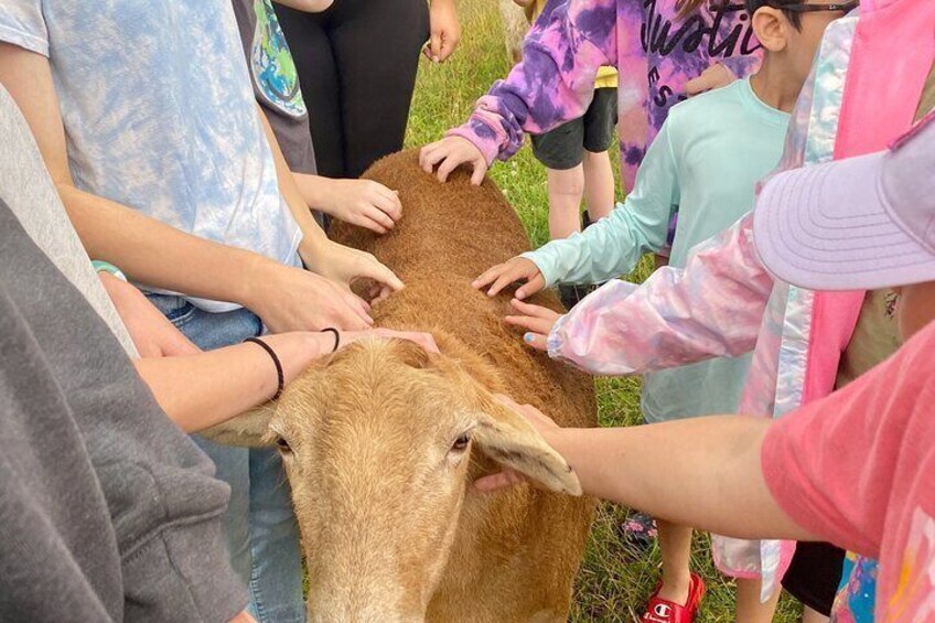 Farm Tour at Clover Brooke Llama/Alpaca/Goat Farm