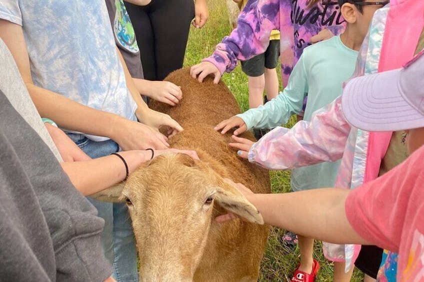 Farm Tour at Clover Brooke Llama/Alpaca/Goat Farm