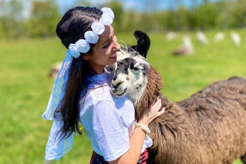 Farm Tour at Clover Brooke Llama/Alpaca/Goat Farm