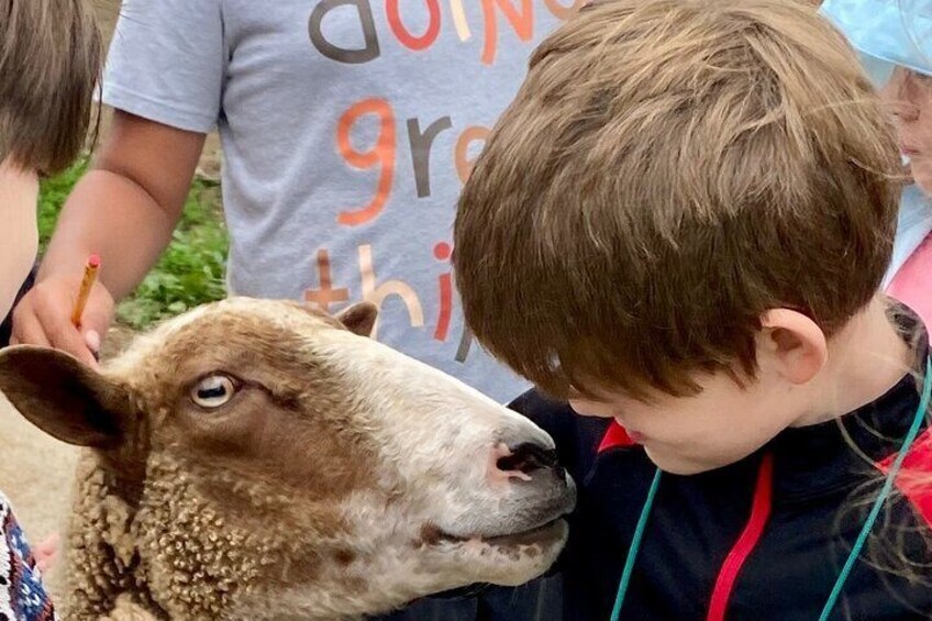 Farm Tour at Clover Brooke Llama/Alpaca/Goat Farm