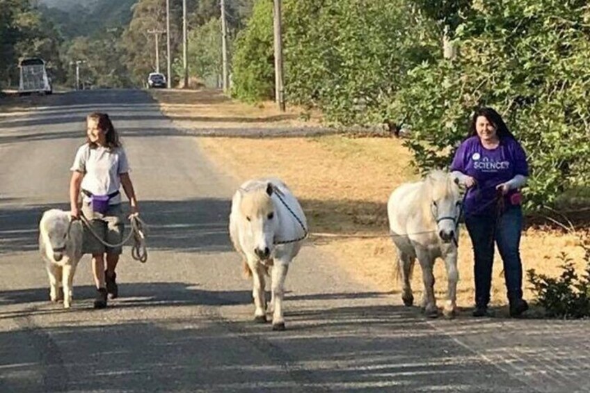 Pony Walking Adventure