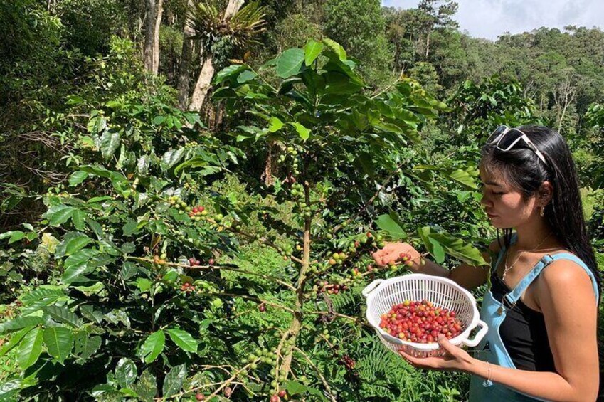 Harvesting Ripe Red Rain Fed Organic Arabica Coffee Cherries in the Central Highlands of Dalat