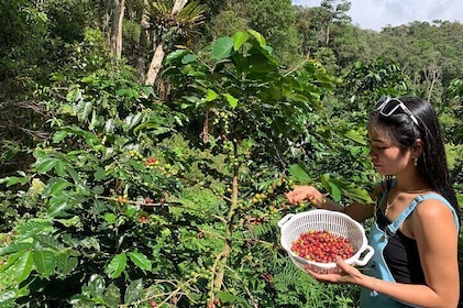 Unique Dalat Forest Coffee Harvest, Production & River Experience