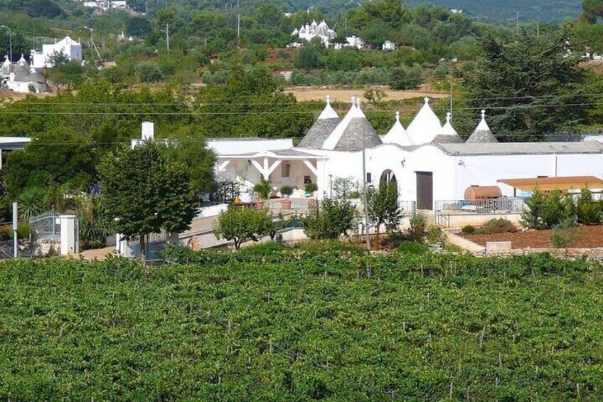 Wine Ostuni, tour of an Apulian winery with traditional lunch or aperitivo