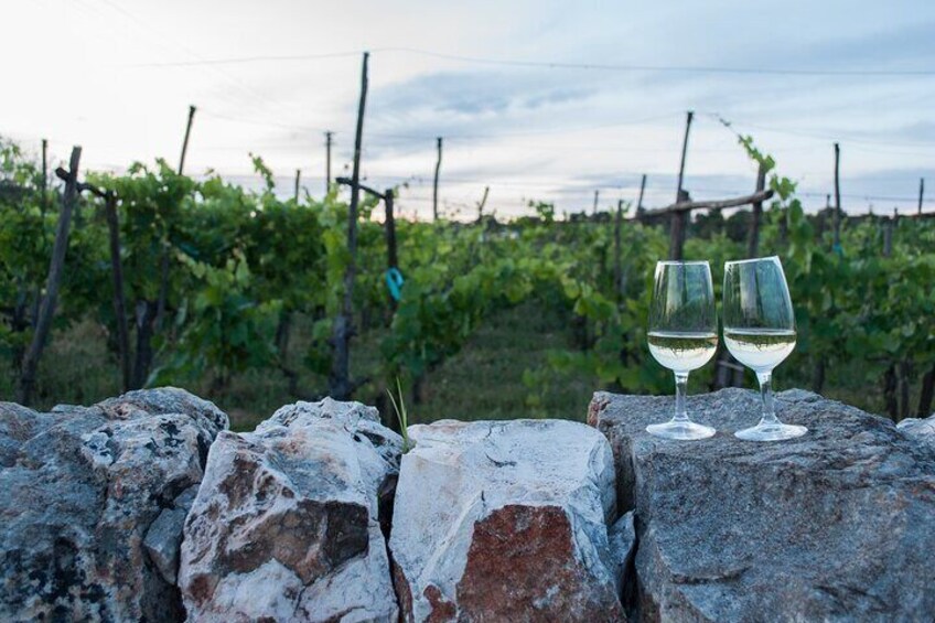 Wine Ostuni, tour of an Apulian winery with traditional lunch or aperitivo