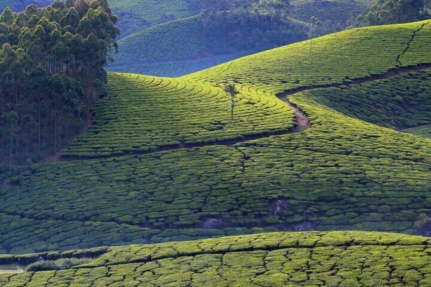 From Kochi: Day Tour to Munnar with Tea Garden and Waterfalls