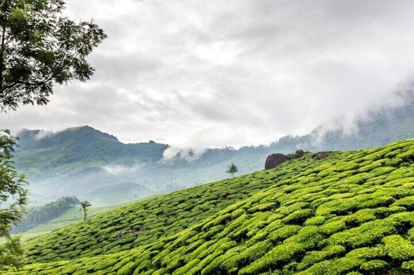 From Kochi: Day Tour to Munnar with Tea Garden and Waterfalls